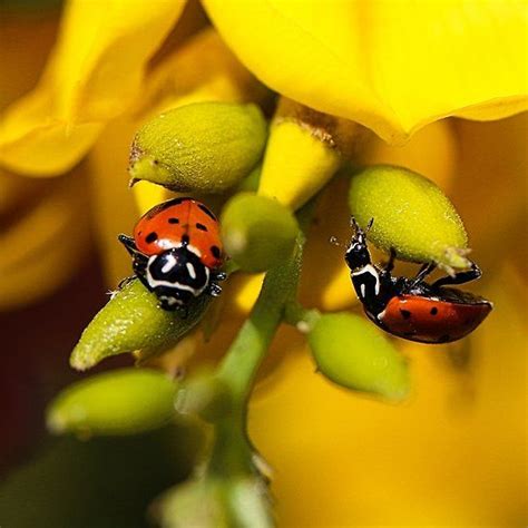 Two Ladybugs Ladybug Photography Admiral