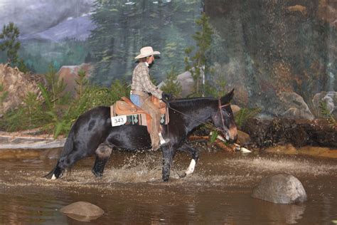 Western Trail Riding Mules Mountain Trail Championship And A