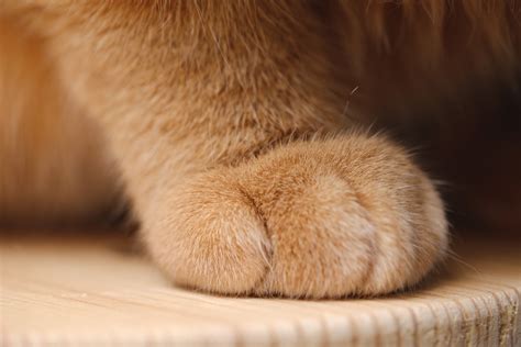 Pin By Qbleev On Cat Cat Paws Cat Paw Anatomy Cat Facts