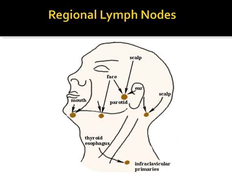 Lymphatics Of The Head And Neck