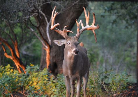 Page 191 Still Waters Ranch Whitetail Deer Breeding Photo Gallery