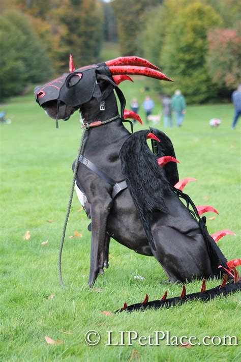 Coolest Pet Costume At A Recent Halloween Event Bella The Dragon Dog