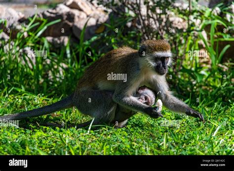 Capuchin monkey, Samburu National Park, Kenya Stock Photo - Alamy