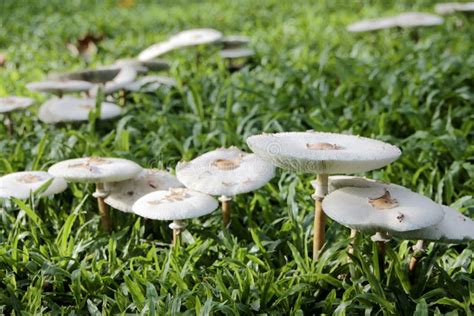 White Mushroom Grow On Grass Stock Image Image Of Garden Summer