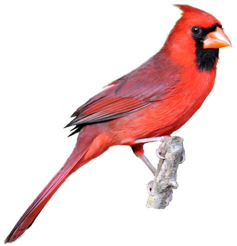 Realistic Bird Clipart Clip Art Library