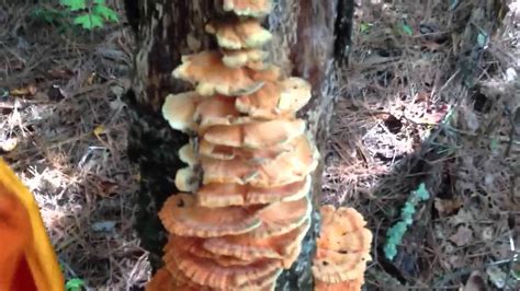Harvest Chicken Of The Woods Youtube