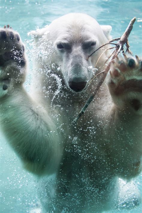 Toronto Zoo Polar Bears Seat Of Your Pants