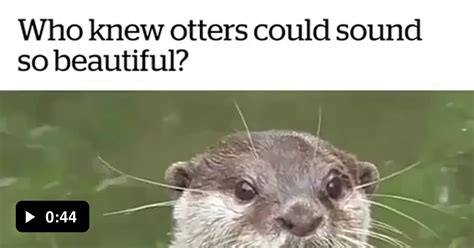Who Knew Otters Could Sound So Beautiful 9gag