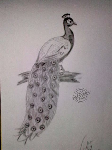 A Drawing Of A Peacock Sitting On Top Of A Tree Branch
