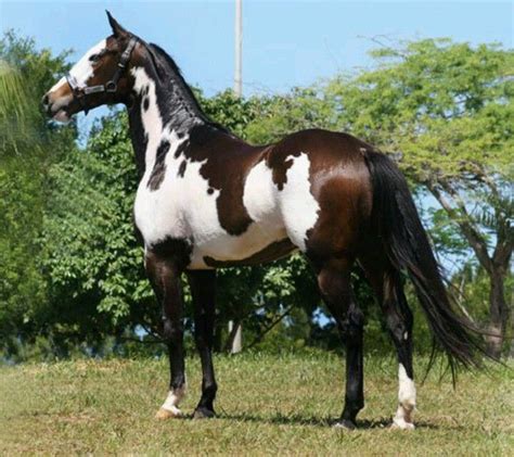 Pinto Horse Madalynn Horse Pinterest Horse And Animal