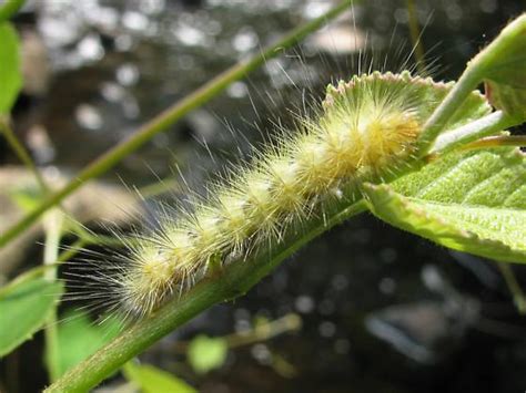 Yellow Green Fuzzy Caterpillar Spilosoma Virginica Bugguidenet