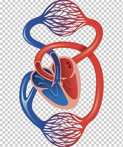 Circulatory System Cardiovascular Disease Artery Capillary Heart PNG Clipart Area Artery