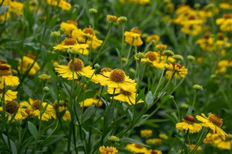 20 Yellow Perennial Flowers For Gardens Uk