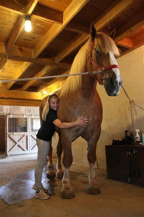 This Is The Worlds Tallest Horse A Belgian Named Big Jake He Stands