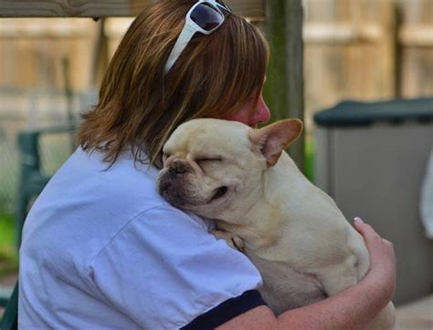 Interested in adopting from chicago french bulldog ~nibbles~french bulldog available for adoption in illinois PLEASE help me rescue my fellow frenchies in need! by ...