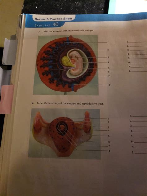 Psc Anatomy And Physiology 2 Labeled Embryonic