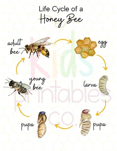 Honey Bee Life Cycle Watercolour Images Etsy Bee Life Cycle Honey Bee Life Cycle Life Cycles