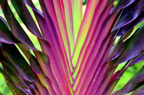 Tropical Foliage Photograph By Elena Hansen Fine Art America