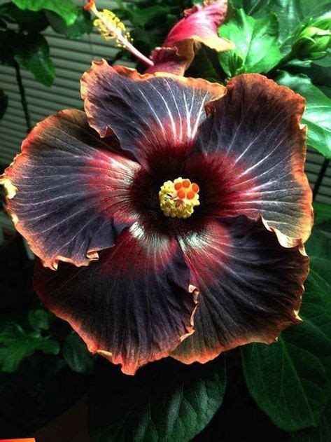 Hibiscus Black Dragon With Images Planting Flowers Plants