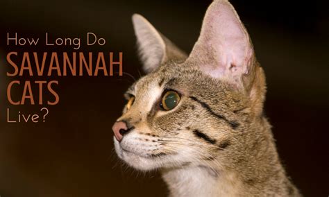 How long do bengal cats live? How Long is the Savannah Cat Lifespan?