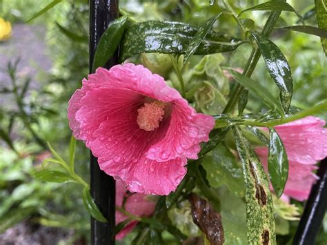 Light Pink Hollyhock With Raindrops Ann Burlingham Flickr