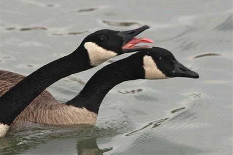 Controlling Canada Geese An Annual Struggle For Wildlife Workers The Star