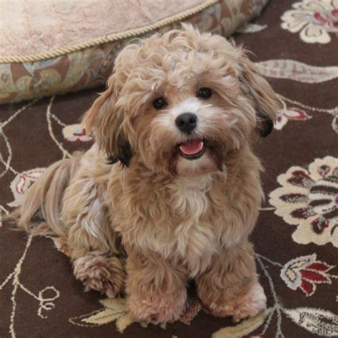 Shichon Teddy Bear Shih Tzu Bichon Mix Info Temperament Puppies