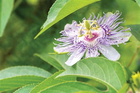 The Joy Of Growing Maypops Grit Blue Passion Flower Flowering