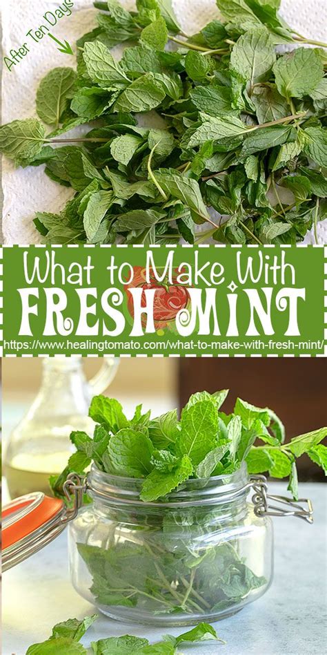 What To Make With Fresh Mint Mint Recipes Fresh Mint Recipes Fresh