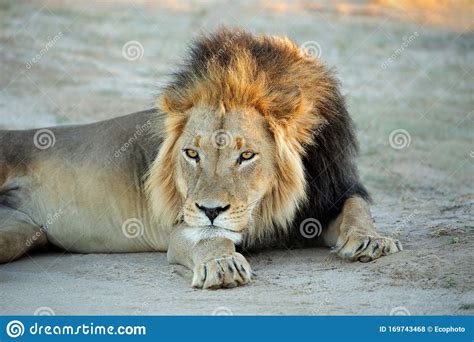 Big Male African Lion Resting Stock Photo Image Of Kalahari Outdoor