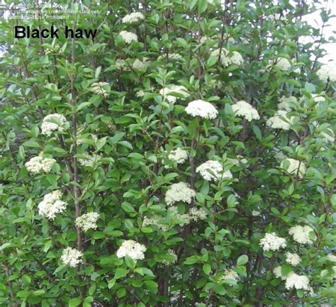 Plantfiles Pictures Viburnum Species Blackhaw Viburnum Stagberry