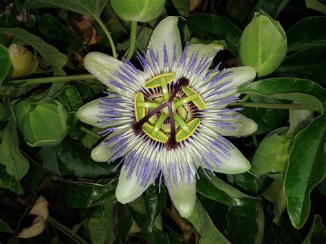 Very Cool Looking Passion Flower Out Of 8 Cuttings I Have 6 Plants