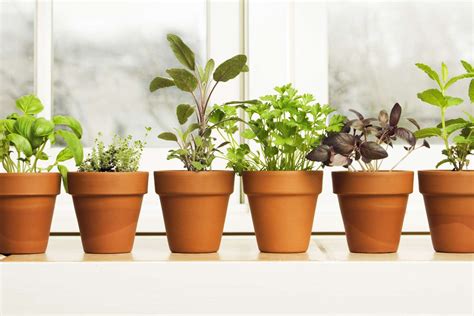 How To Grow An Indoor Herb Garden