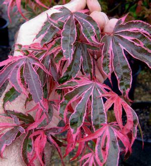 Japanese maple bonsai performs well in a sunny and airy environment. Grobe's Nursery and Garden Centre - Japanese Maples