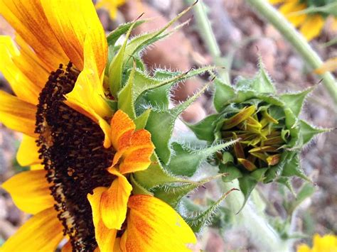 Firecracker Sunflower Photograph By Susan Hetrick