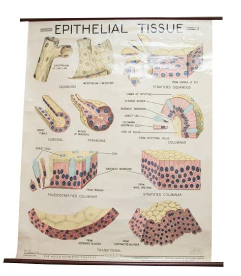 Vintage Epithelial Tissue Pulldown Anatomy Chart Chairish