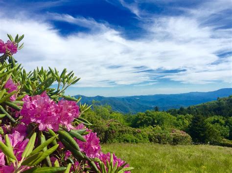 70 Years And Blooming Roan Mountain Rhododendron Festival Attracts