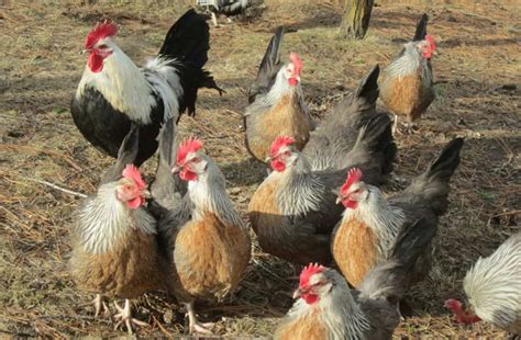 Dorking Chicken Eggs Height Size And Raising Tips Artofit