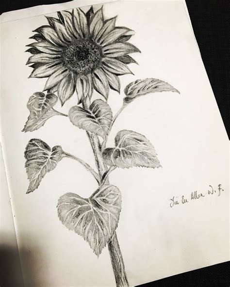 Sunflower Pencil Drawing