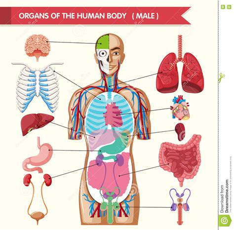 Chart Showing Organs Of Human Body Stock Vector Illustration Of Image Health 74438143