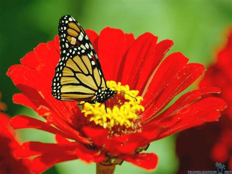 Free Download Butterflies Wallpaper Including Nature Wallpaper Butterfly Flower X For