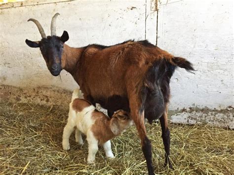 Spring Arrives With Baby Goats At Round The Bend Farm Dartmouth