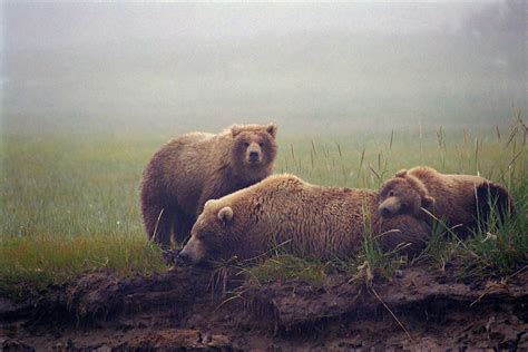 Bears Big Big Bears Alaska Travelgram