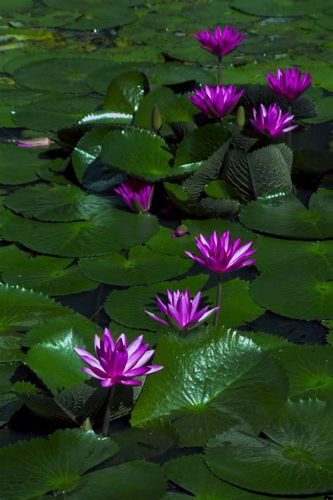 Free Images Nature Growth Stem Leaf Petal Floral Pond Aroma