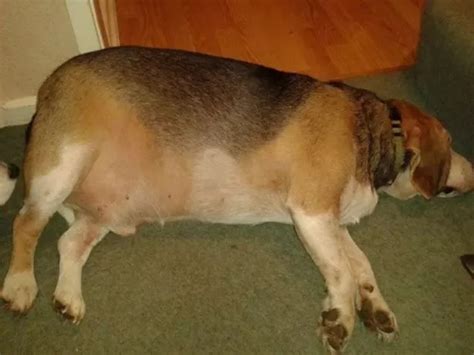 Over A Third Of Dog Owners Admit Their Pampered Pets Are Overweight