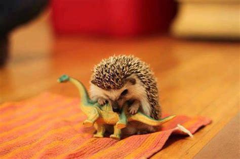 19 Reasons Why Hedgehogs Are The Cutest Things In The World