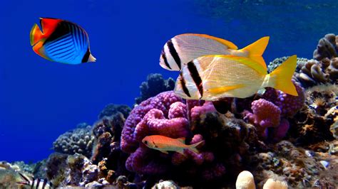 Nature Fish Coral Reef Exotic 1920x1080 Wallpaper High Quality Wallpapershigh Definition Wallpapers