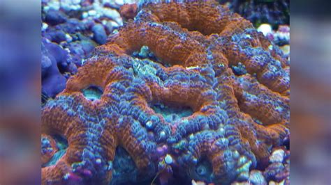 Micromussa Lordhowensis Stony Coral