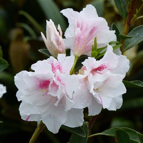Azalée Du Japon White Prince Azalea Japonica à Floraison Blanc Rose