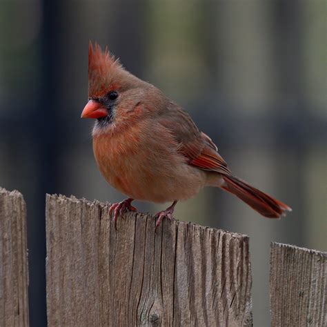 Female Northern Cardinal 2019 Mike Arledge Jr Flickr